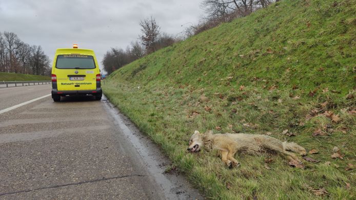 De wolf werd naast de drukke N74 gevonden