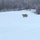 IJsbeer gespot op zeer ongebruikelijke plek in zuidelijk Canada