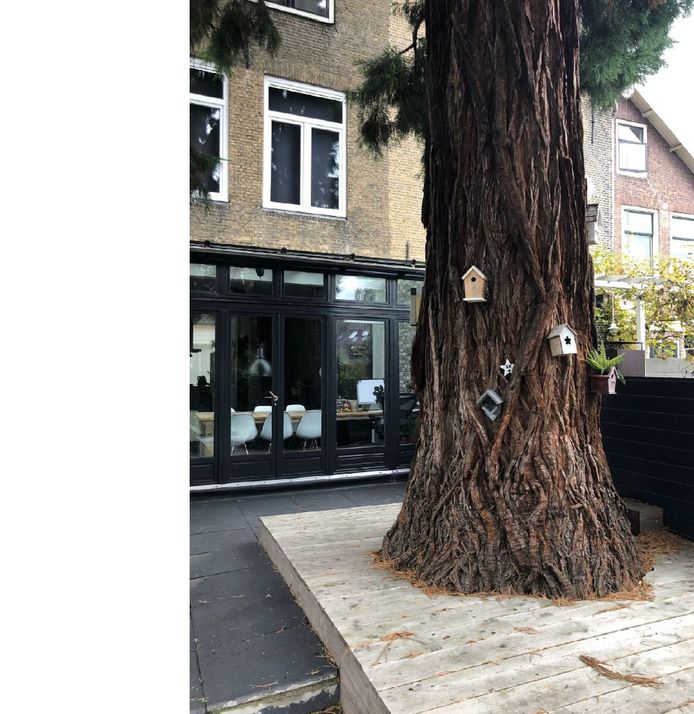 De sequoia aan het Kromhout in Dordrecht.