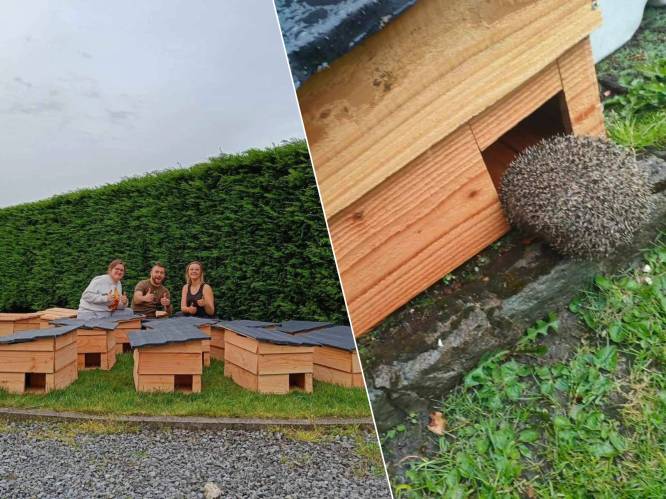 Studenten met een hart voor egels ontwerpen  egelhuisje ‘HedgeHek’: “In periodes van droogte en warmte gaan egels op zoek naar eten en water in tuinen”