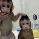 Voor het eerst apen gekloond: 'Alleen regels kunnen nu nog mensenkloon tegenhouden'