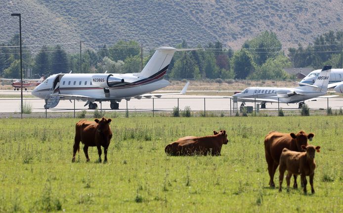 Privéjets geparkeerd op het vliegveld in Sun Valley tussen de grazende koeien.
