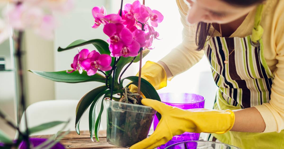 orchidee wil niet meer bloeien: met deze tips houd in topvorm | Wonen AD.nl