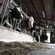 Belgische boeren moeten 6,6 miljoen euro staatssteun terugbetalen
