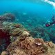 Grote stap in onderzoek naar "stressreactie" koraal bij stijgende temperaturen