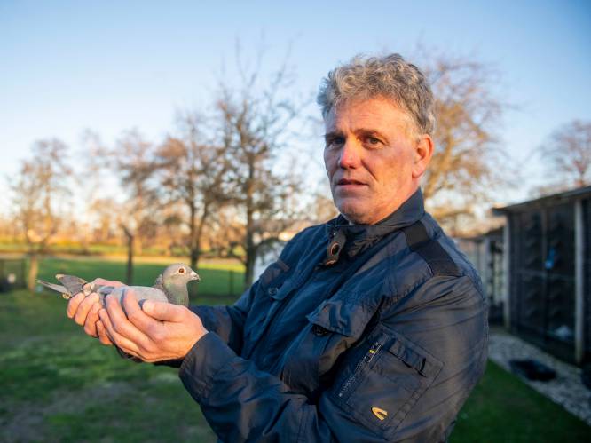 Dieven stelen peperdure duif van Harold (53) uit Den Ham, maar die rent achter ze aan en pakt ze