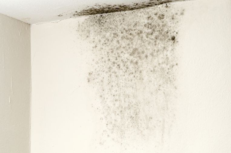 Schimmel op de muur en het plafond. Beeld Getty Images