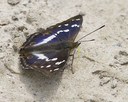 Grote weerschijnvlinder