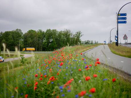 Dit is waarom jij korenbloemen en klaprozen ziet als je naar rechts kijkt op de N18