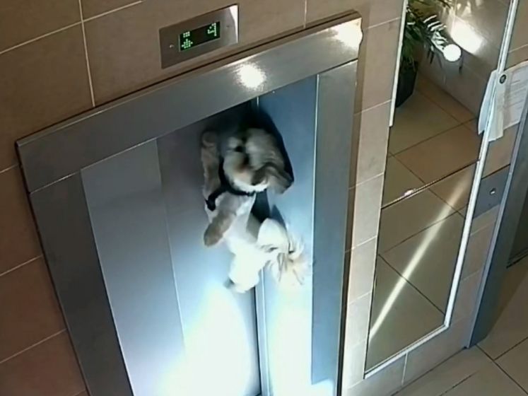 Elle oublie son chien en laisse devant l'ascenseur, un homme héroïque intervient pour lui porter secours