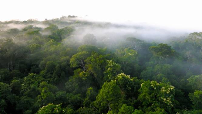 Kwart van het Amazonewoud onomkeerbaar verwoest, waarschuwen inheemse leiders