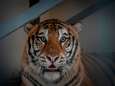 In Polen gestrande tijgers op weg naar beter bestaan in Spanje
