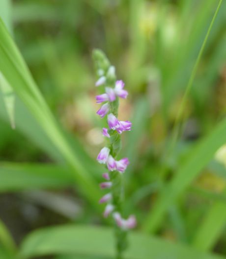 Une nouvelle espèce d'orchidée ressemblant à du verre découverte au Japon