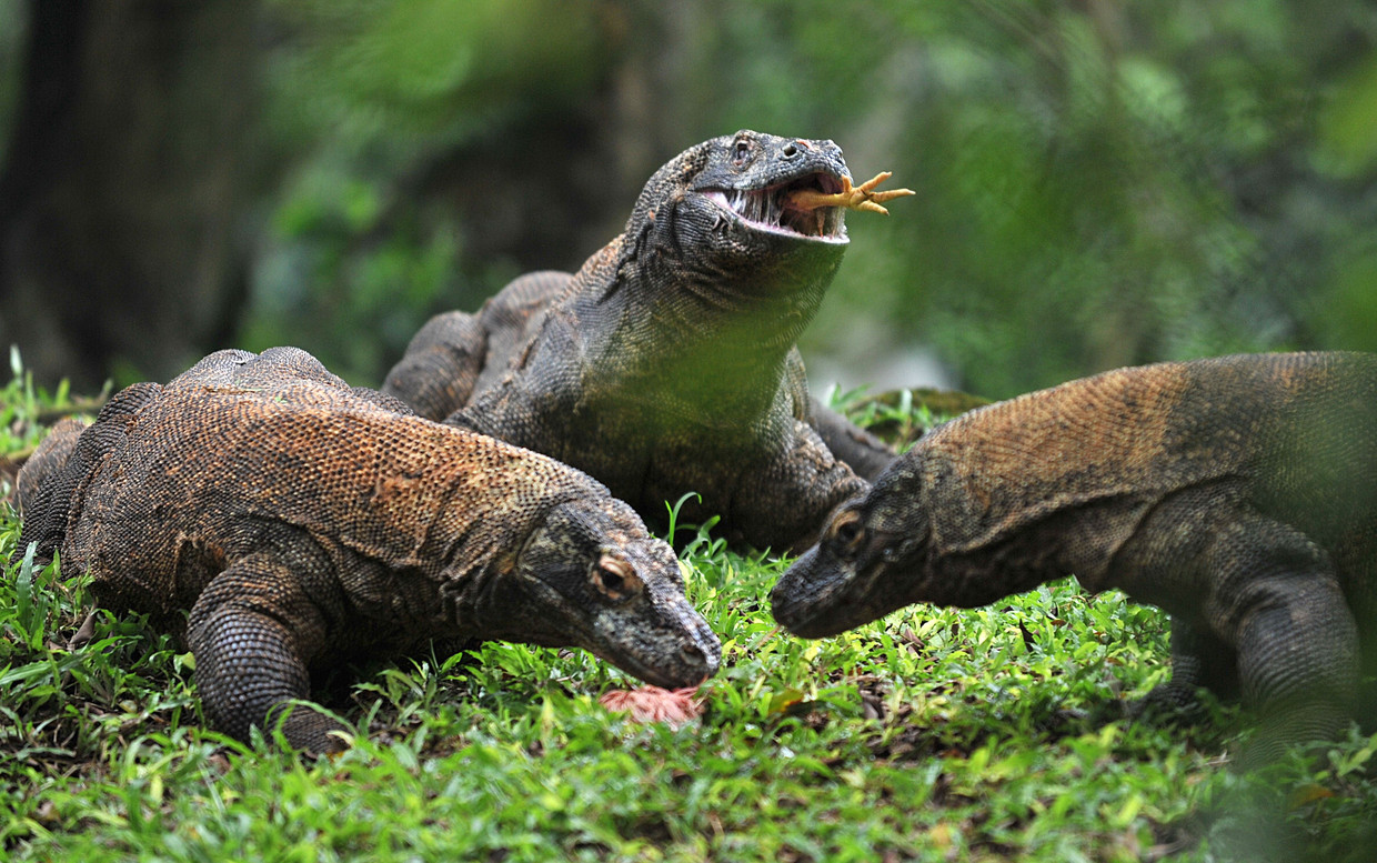 Komodovaranen in een dierentuin in Jakarta, Indonesië. Beeld AFP