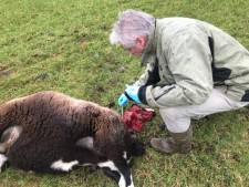 Gebeten schapen taxeren in Venhorst: ‘Een wond van 4,5 cm? Dan is het bijna zeker een wolf’