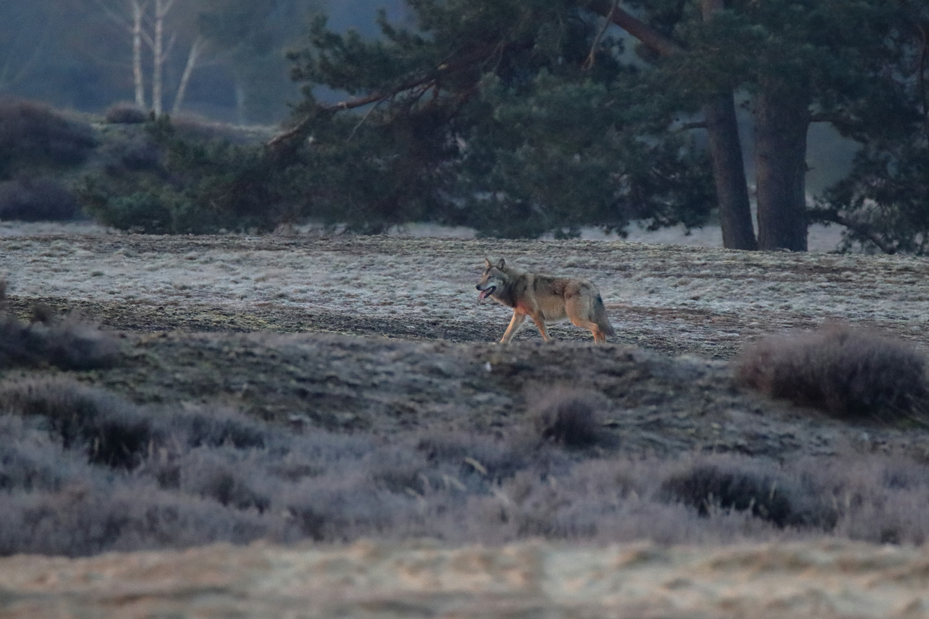 Ineens Stond Gerbrand 42 Oog In Oog Met Een Wolf ‘ik Geloofde Mijn