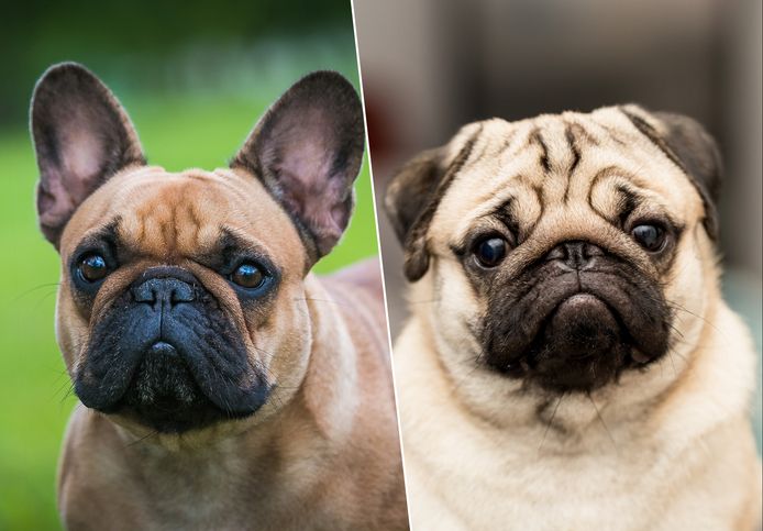 De twee hondenrassen lijken erg op elkaar.  Het grootste verschil: een mopshond (rechts) heeft een ronde kop, de Franse bulldog (links) een vierkante.