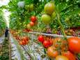 Tomatentelers verdrijven hardnekkig virus uit hun kas: ‘Maar we zijn er voorlopig niet van verlost’