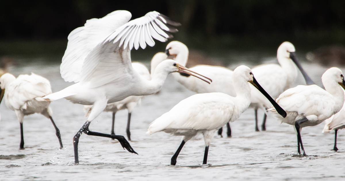 Lepelaars 'maaien' in Oeverlanden | Hoeksche Waard