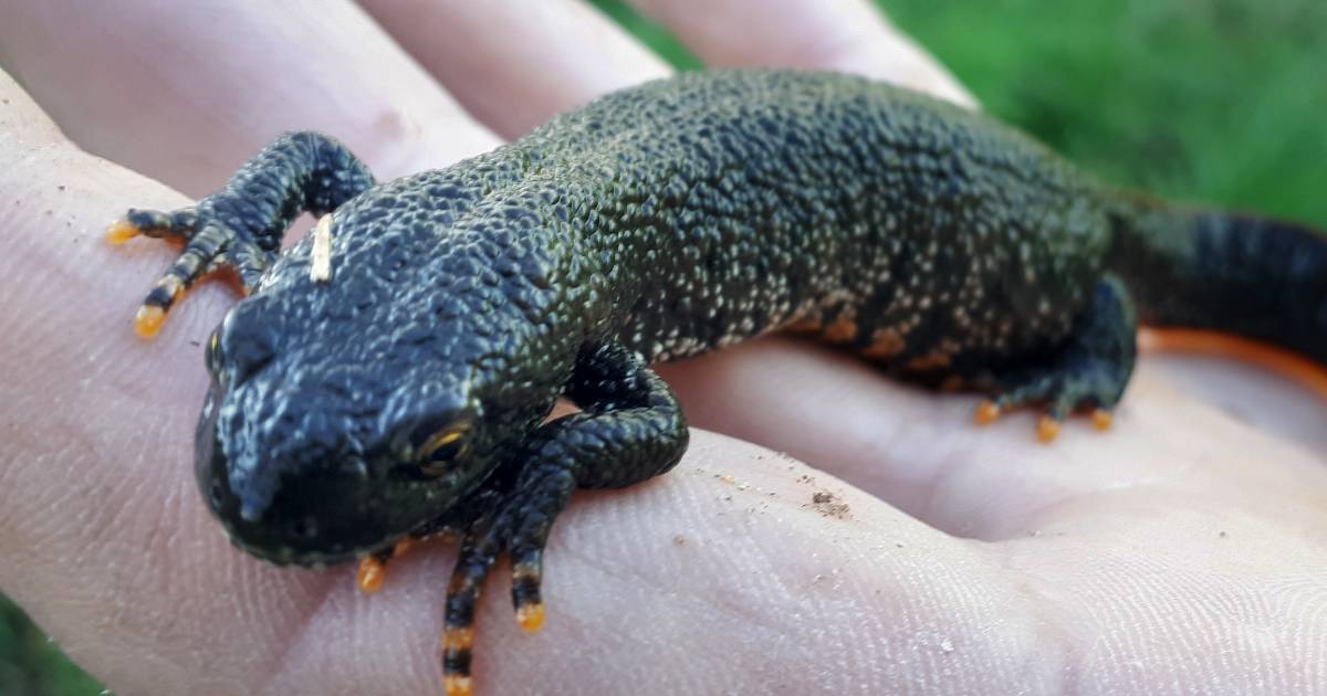 2.200 salamanders gered uit te dempen sloot