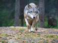 Krijgt Vlaanderen een tweede wolventerritorium? Wolf loopt al enkele dagen rond in omgeving Kalmthoutse Heide