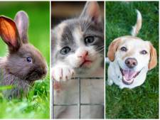 Een spuitje voor je kat, terwijl hij medisch te redden is: ‘Onverzekerde baasjes lopen tegen een financiële strop aan’