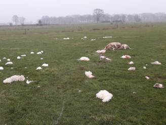 Na zoveelste ‘wolvenkill’: schapenhouders krijgen hulp bij afrasteren weilanden