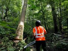 Oppassen geblazen: rond de tweehonderd bomen staan op omwaaien in het Kralingse Bos
