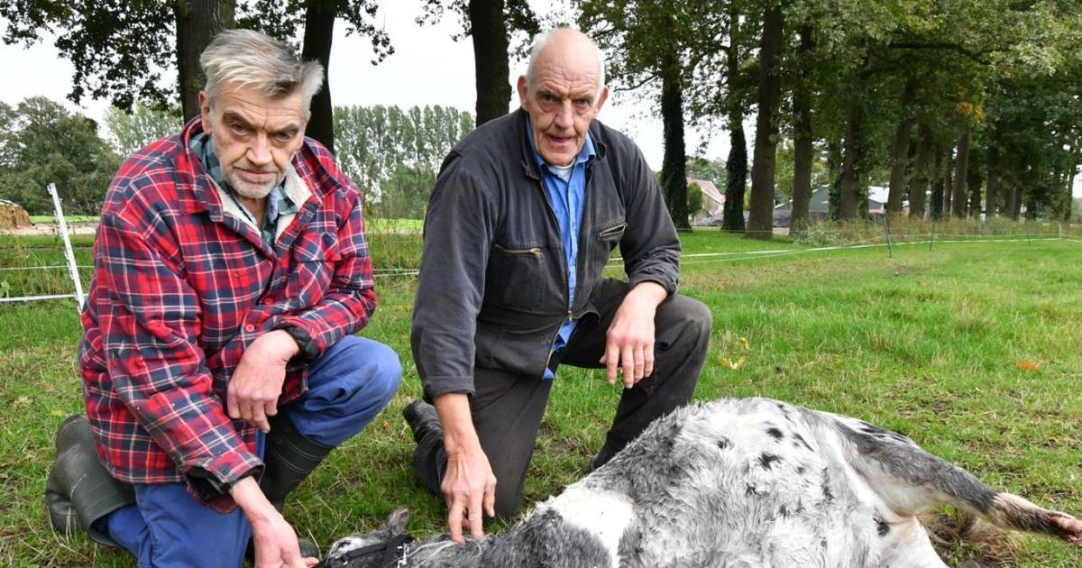 Woede in Tilligte over dood pony: ‘Ze is in blinde paniek gaan rennen en heeft haar eigen voet geamp