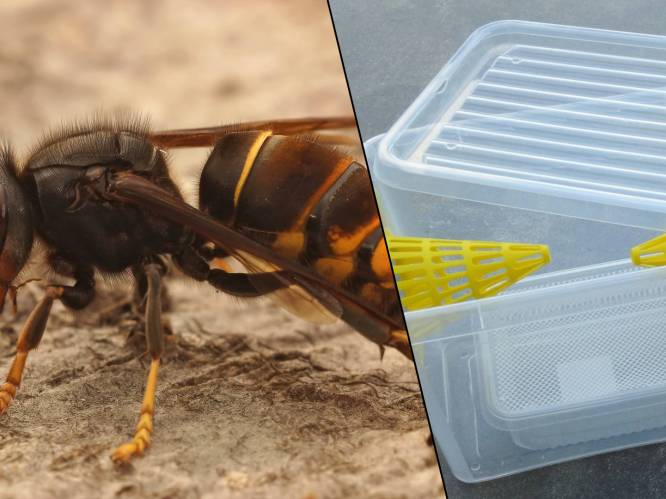 “Vang de koningin van de Aziatische hoornaar en stop ze in de diepvries”: heeft opvallende oproep in Blankenberge ook effect?