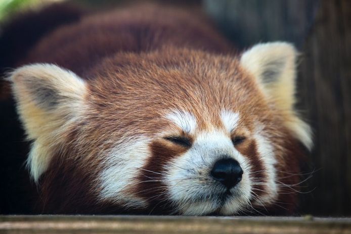 Een slapende rode panda.