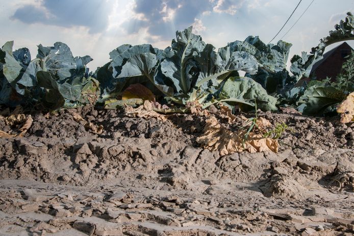 Groenten, zoals deze bloemkolen, liepen afgelopen zomer schade op door de hitte.