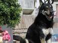 Het ontroerende verhaal van Capitan, de hond die nooit het graf van zijn baasje verliet