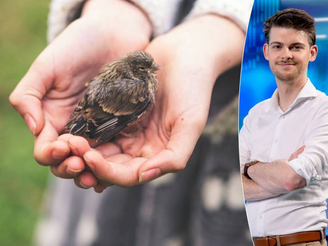 Wat doe je best als je een jong vogeltje vindt? “Probeer nooit het jong zelf groot te brengen”