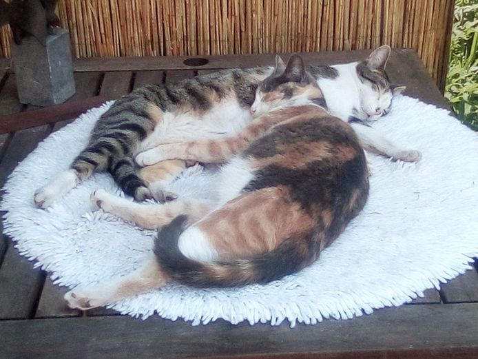 Katten Pleun (voor) en Sarah van Annemart Visser. Pleun haalt de vreemdste capriolen uit om uit de tuin te ontsnappen.