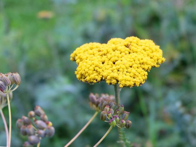 Is deze naar curry ruikende plant de nieuwe cannabis? 