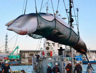 VIDEO. Japan heropent commerciële walvisjacht