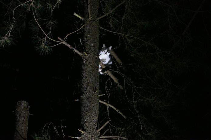Kat Joep in de boom aan de Doctor Abraham Kuyperlaan.