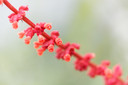Salvia confertiflora