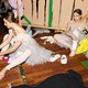 ‘Het wordt tijd dat de wereld ontdekt hoe belangrijk de Oekraïense balletcultuur is’