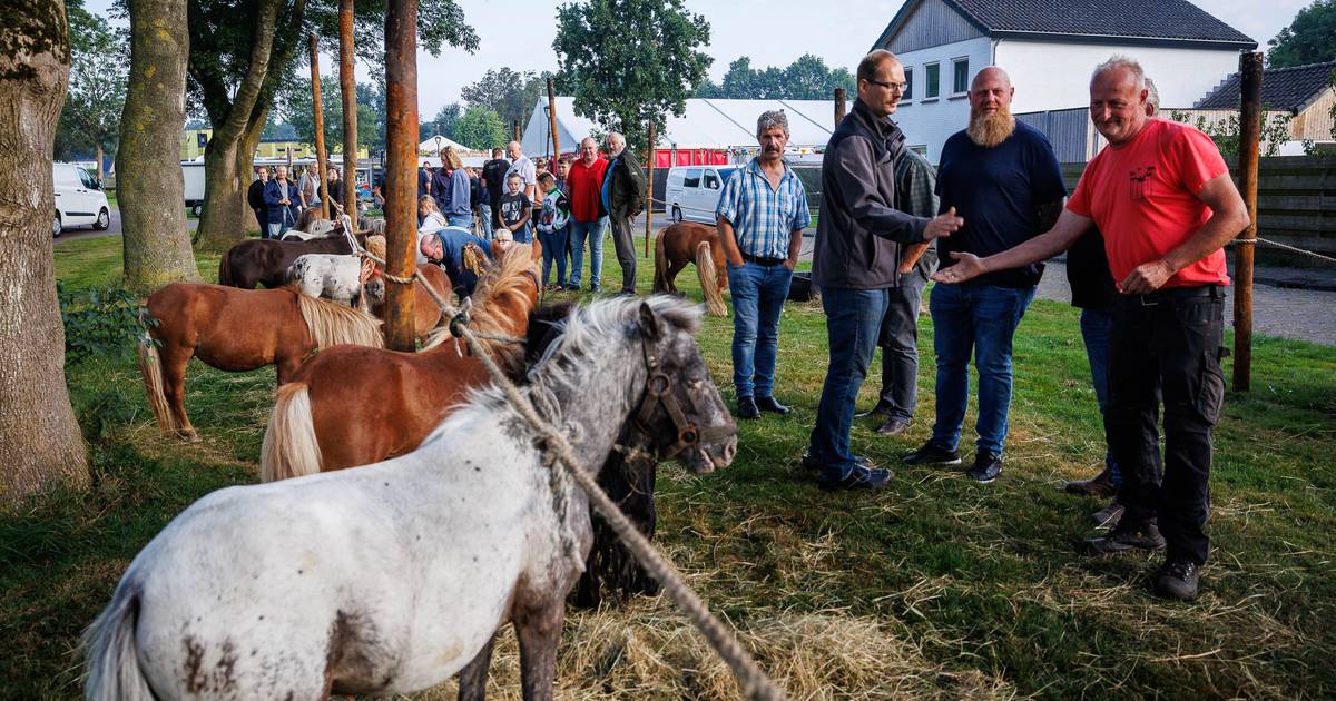 Er komt geen pinapparaat aan te pas bij de ponymarkt in Scheerwolde: ‘Flappen in de buze’