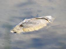 Tientallen dode vissen rotten weg in Gamerensche Waard