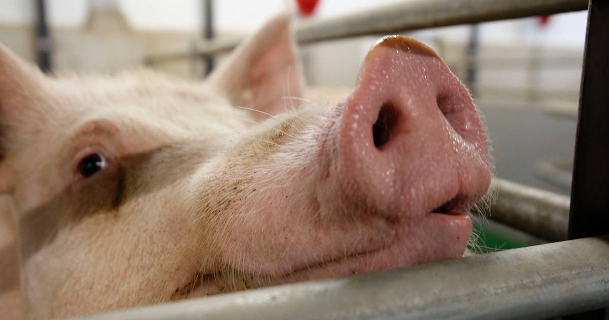 Omwonenden klaar met veehouderijen in Hulsel | Reusel - De Mierden