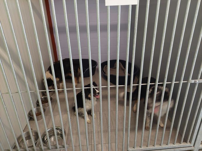 Enkele van de honden die uit de verloederde woning in Machelen gehaald werden.