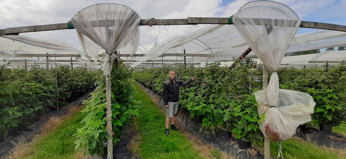 Fruitkweker Maarten van Hoof uit Olland bij zijn fruit onder de 'ouderwetse' folie.