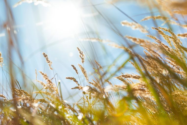 Is de lente in aantocht? Volgende week wordt zonnig Beeld Getty Images/iStockphoto