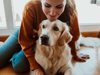 Is je hond een janker of blaffer? Dat zou hieraan liggen, zeggen wetenschappers