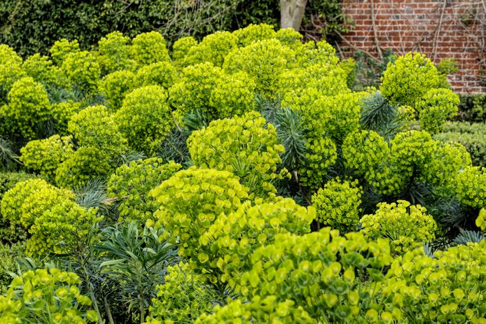 Euphorbia characias.