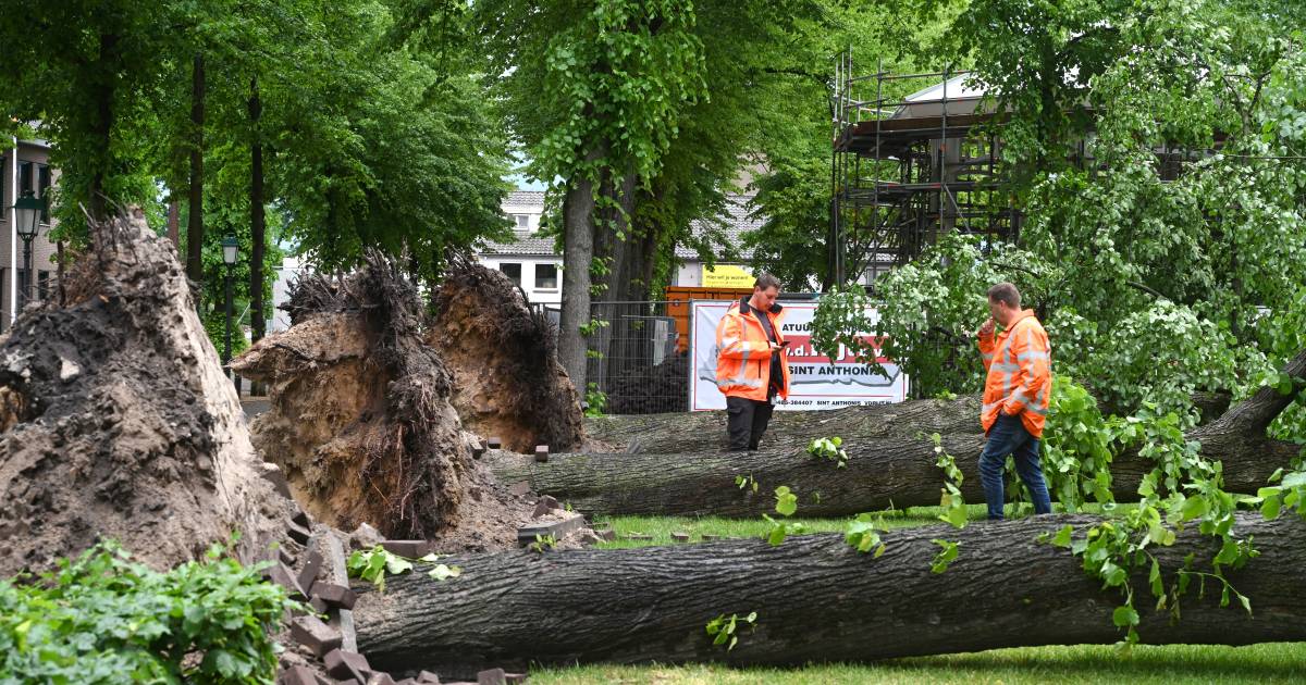 Drie op een rij: Bomen plat door kort en hevig noodweer in Sint Anthonis, meldkamers druk