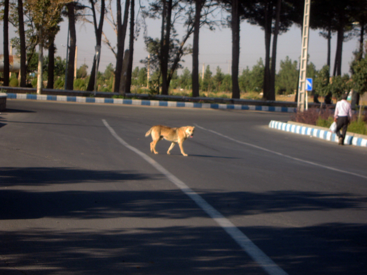 Zwerfhond die de straat oversteekt in Erfan in Iran. Beeld WikiMedia